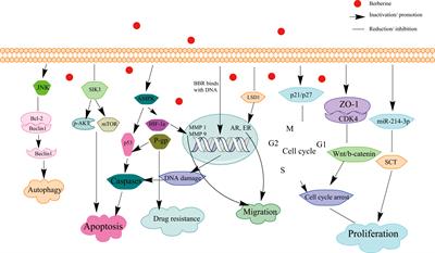 Berberine as a potential agent for breast cancer therapy